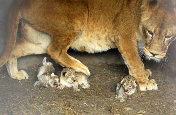 новорожденные львята. берберийский лев в зоопарке. лев рожденный. лев рожденный в год тигра. лев рожденный.