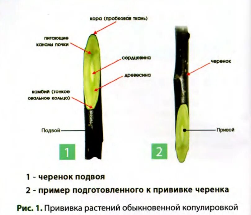 Размножение глазком. Прививка подвой привой. Размножение растений прививкой. Окулировка растений. Схема прививания растения.