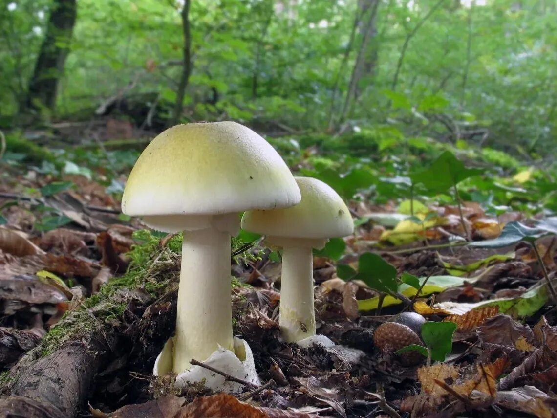 Поганка гриб можно есть. Бледная поганка гриб. Зеленушка гриб ядовитый. Ядовитые грибы Республики Коми. Ядовитый гриб похожий на белый.