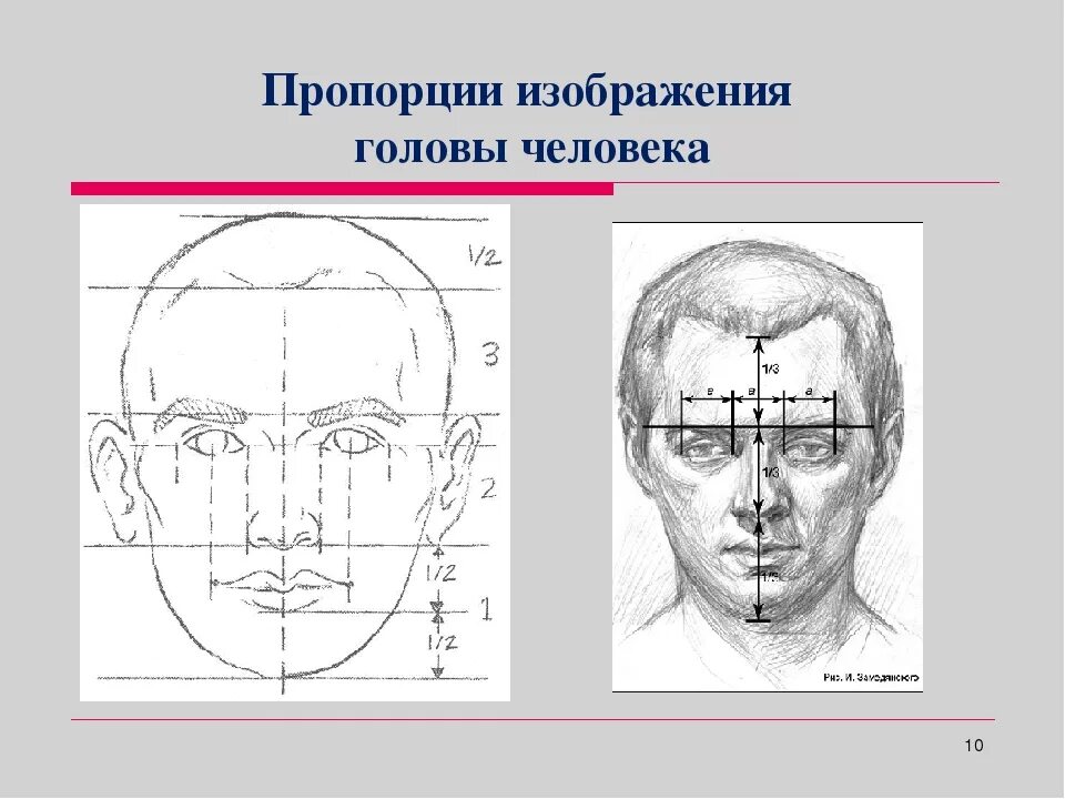 У взрослого человека голова занимает. Пропорции изображения головы человека. Пропорции головы человека рисунок. Рисунок головы человека по пропорциям. Пропорции головы человека для рисования.