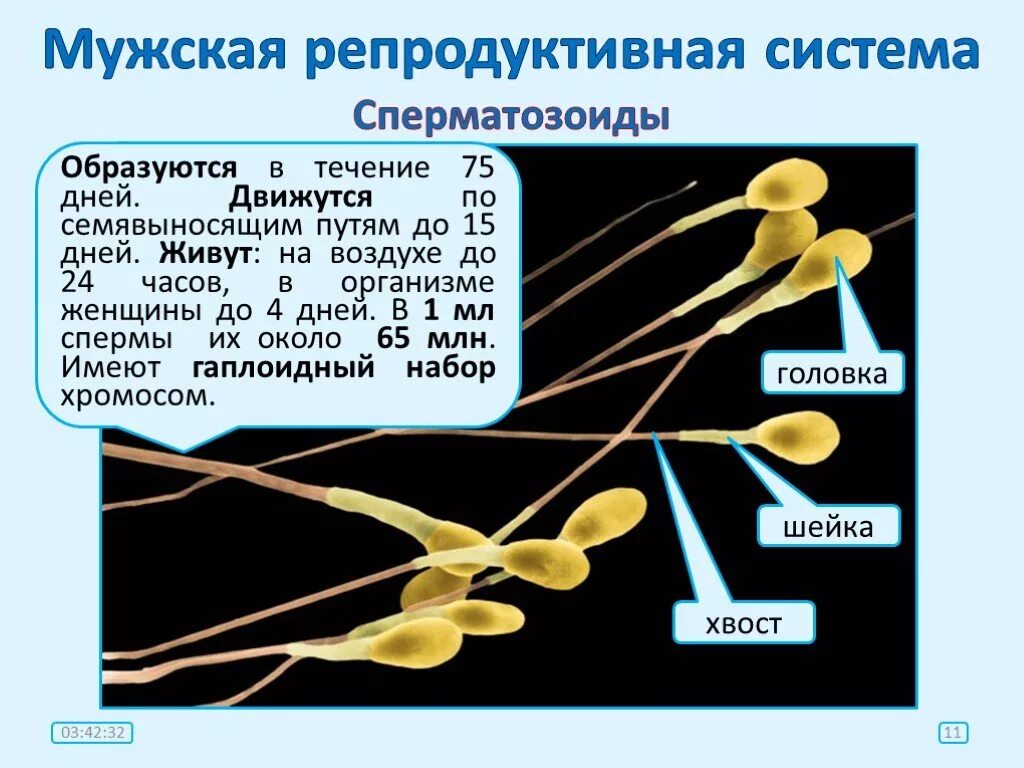 Где образуются спермии. Сколько живут сперматозоиды. сколько живёт спематазоит. женские и мужские сперматозоиды. мужские спермии.