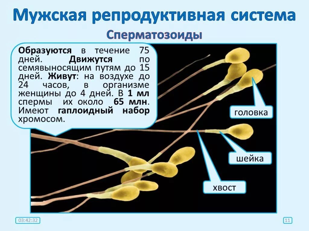 Женские спермии. Сколько живут сперматозоиды. Структура и функции репродуктивной системы. Женские и мужские сперматозоиды. Мужские спермии.