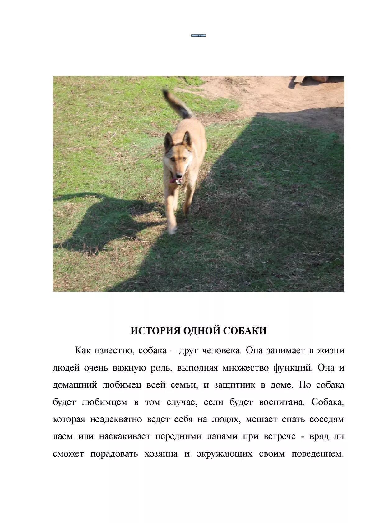 Стих про собаку короткий. Лучшие стихи о собаках. Стих про щенка. Стихотворение подарите мне щенка. Стих.