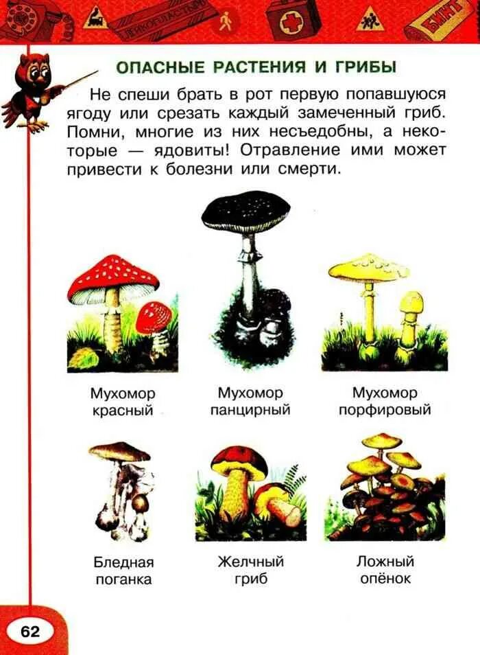 Лесные опасности ядовитые грибы памятка. Ядовитые растения и грибы. Ядовитые грибы и ягоды. Ядовитые грибы окружающий мир 2.