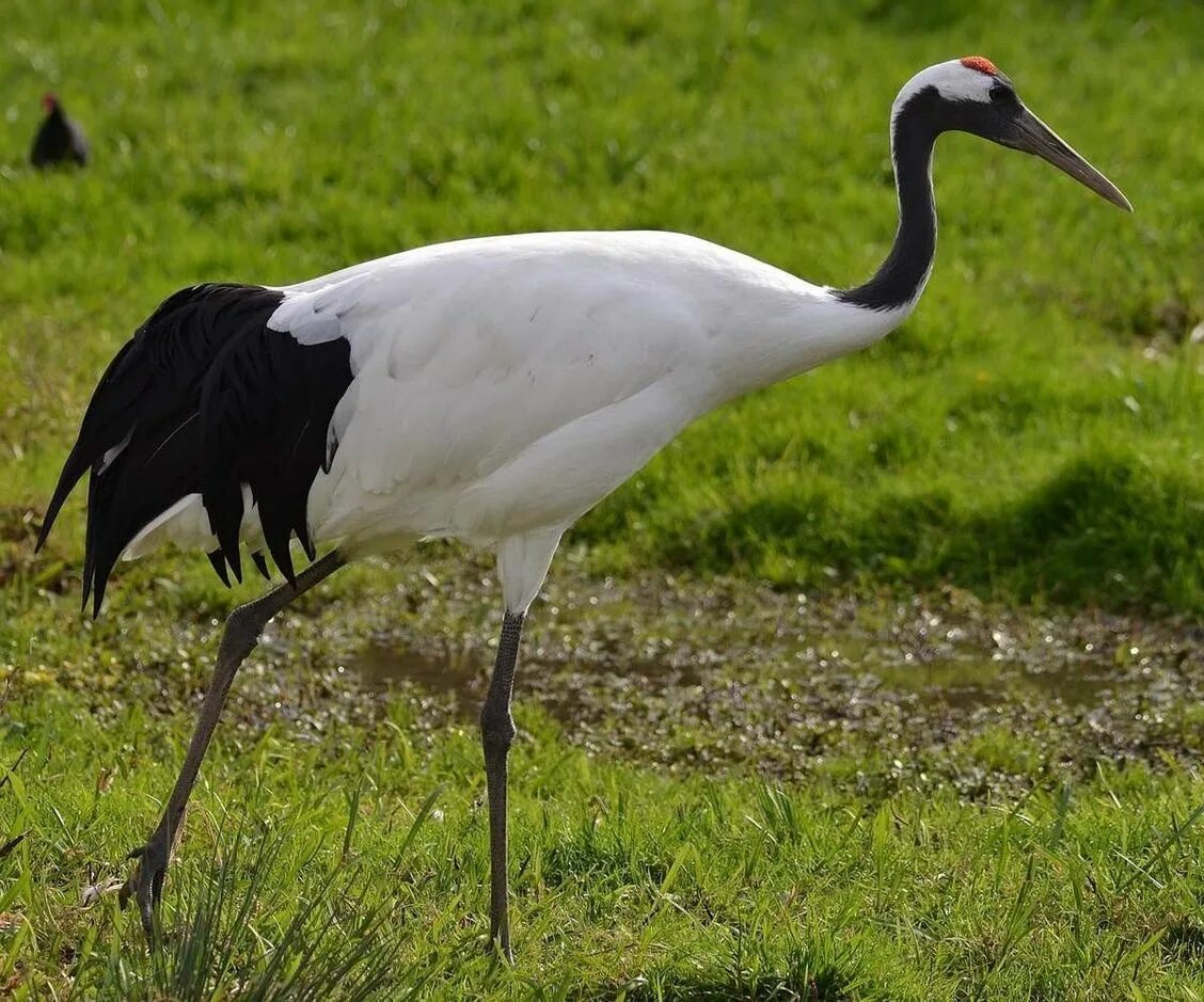 Журавль живет лет. Японский (Уссурийский) журавль Grus japonensis. Маньчжурский журавль. Японский (Уссурийский) журавль Grus japonensis (Muller, 1776). Маньчжурский красноголовый журавль.