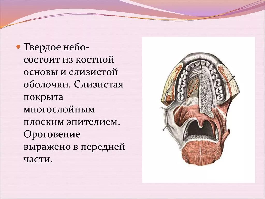 Костная основа полости рта. Кости формирующие твердое небо. Анатомия слизистой оболочки твердого неба.