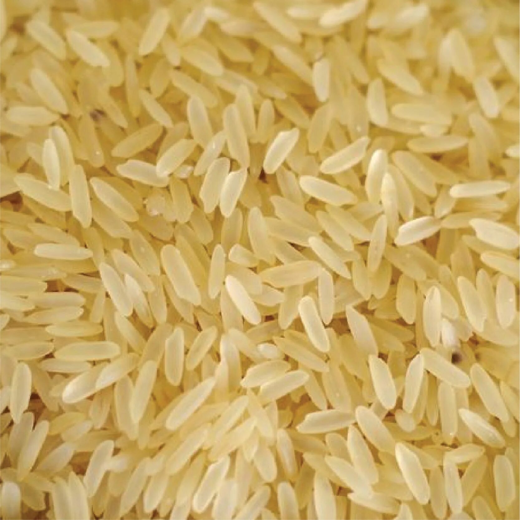 Как варить шлифованный. Индийский рис басмати. Рис длиннозерный. Среднее зерно риса. Рис картинка.