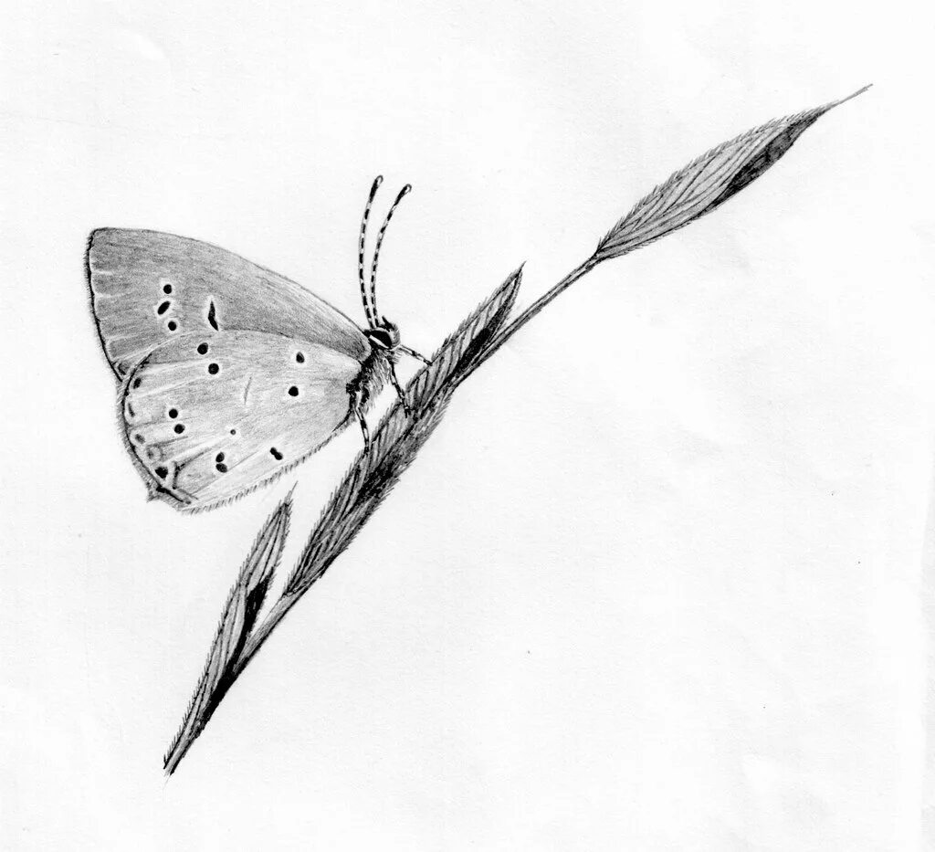 Зарисовка бабочки. Бабочка карандашом. Бабочка набросок. Эскиз бабочки карандашом. Красивые бабочки карандашом