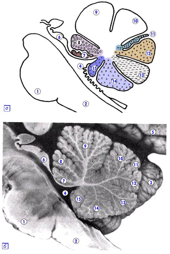Мозжечок строение ядра анатомия. Поперечный срез мозжечка анатомия. Строение мозжечка ядра. Срез мозжечка. Строение мозжечка схема.