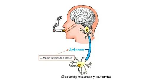 Влияние курения на мозг