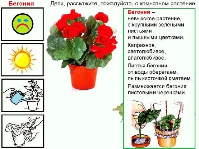 Какой объем нужен бегонии. Комнатные цветы герань, бегония,. Комнатная фиалка бегония.