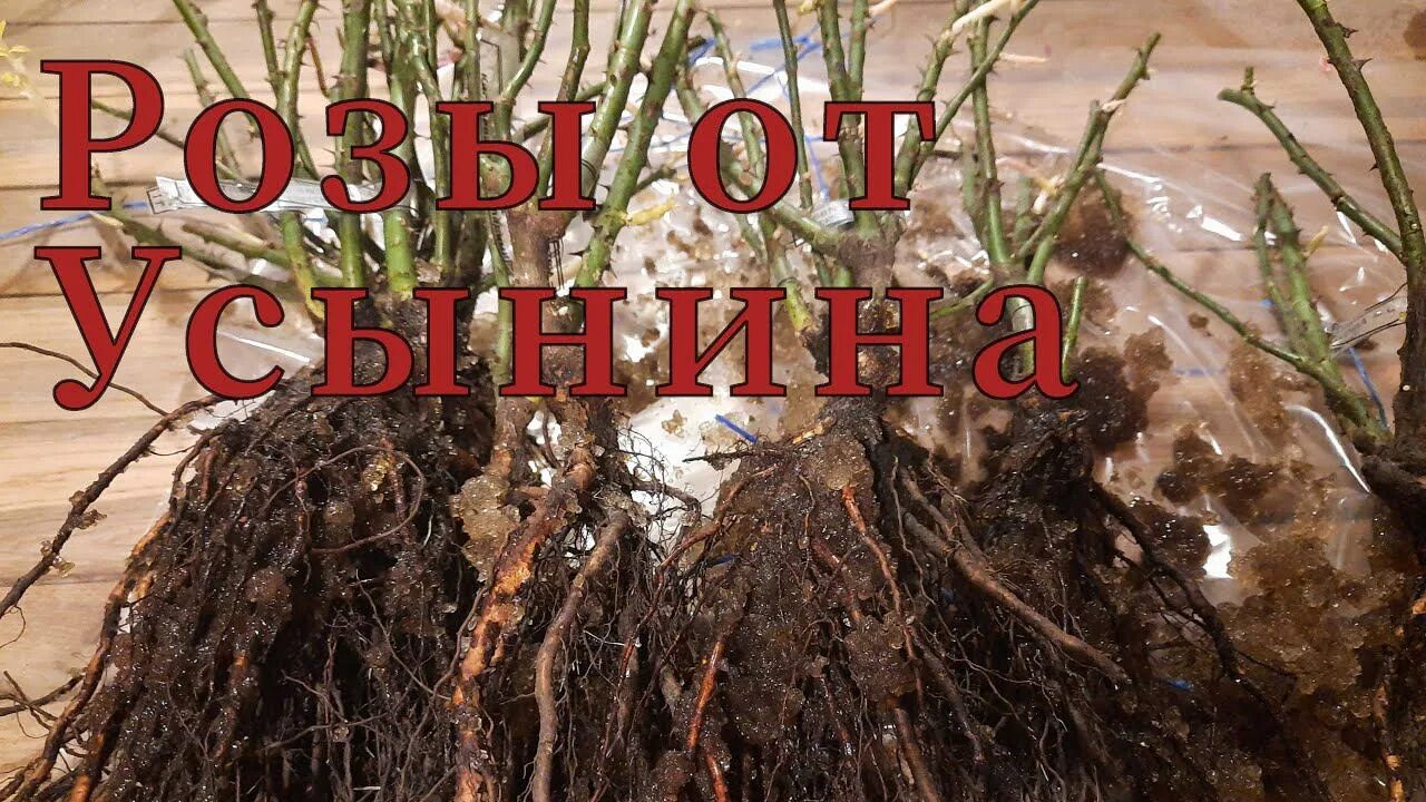 Розы вдохновение питомник роз интернет магазин. Питомник иващенко розы каталог на весну 2024. Питомник иващенко розы каталог на весну 2024. Питомник усыниных розы каталог на весну. Питомник усыниных розы каталог на весну.