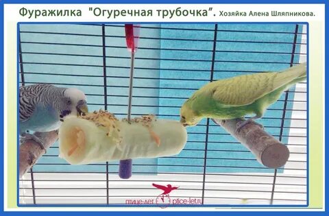 Фуражировка это