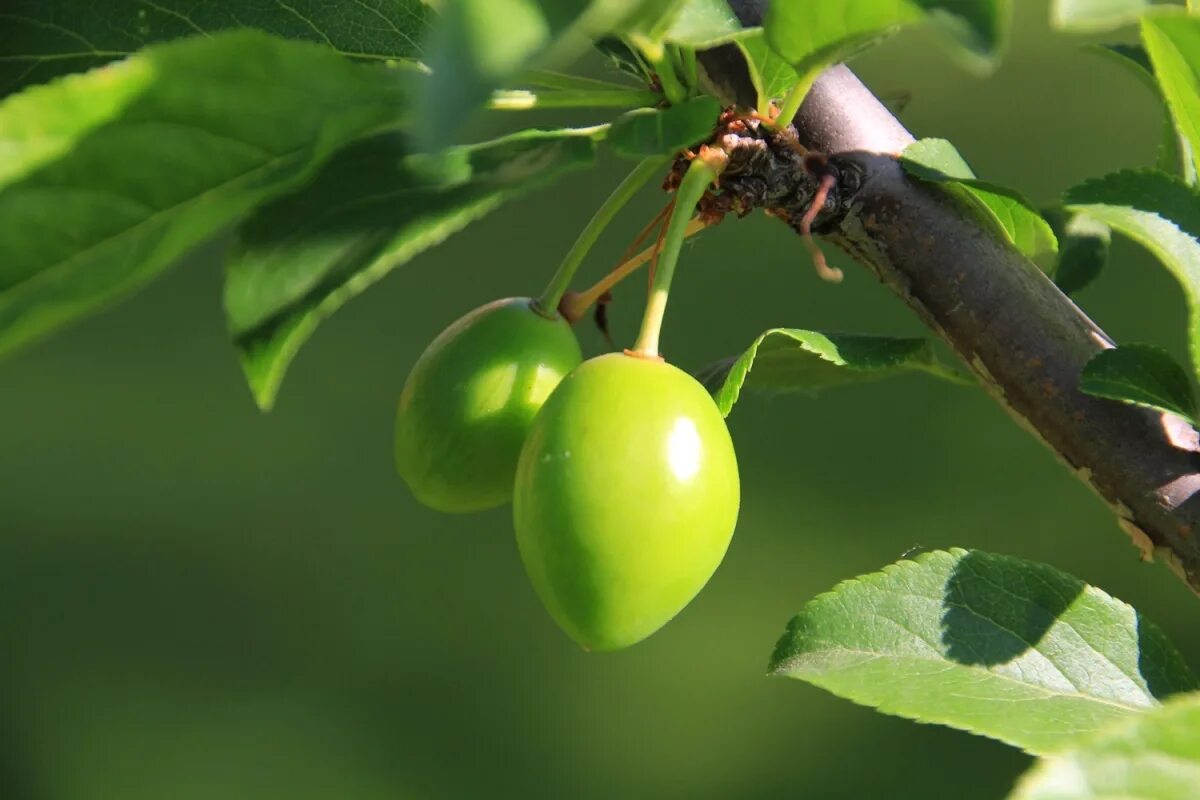 Неспелая зеленая вишня. Неспелая черешня. Вишня неспелая вишня. Вишня неспелая вишня. Вишня неспелая вишня.