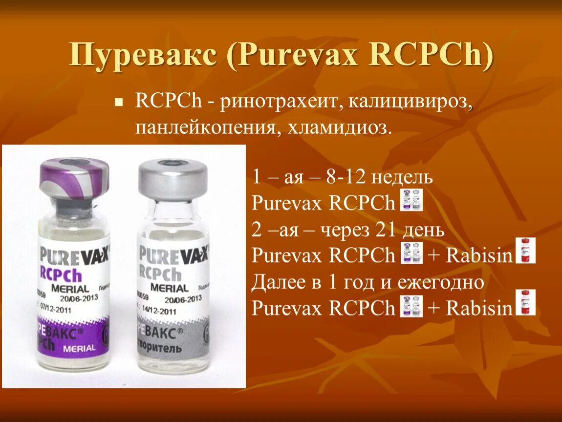 Вакцина Пуревакс RCPCH. Пуревакс схема вакцинации кошек. Пуревакс хламидиоз. Пуревакс DHPPI.