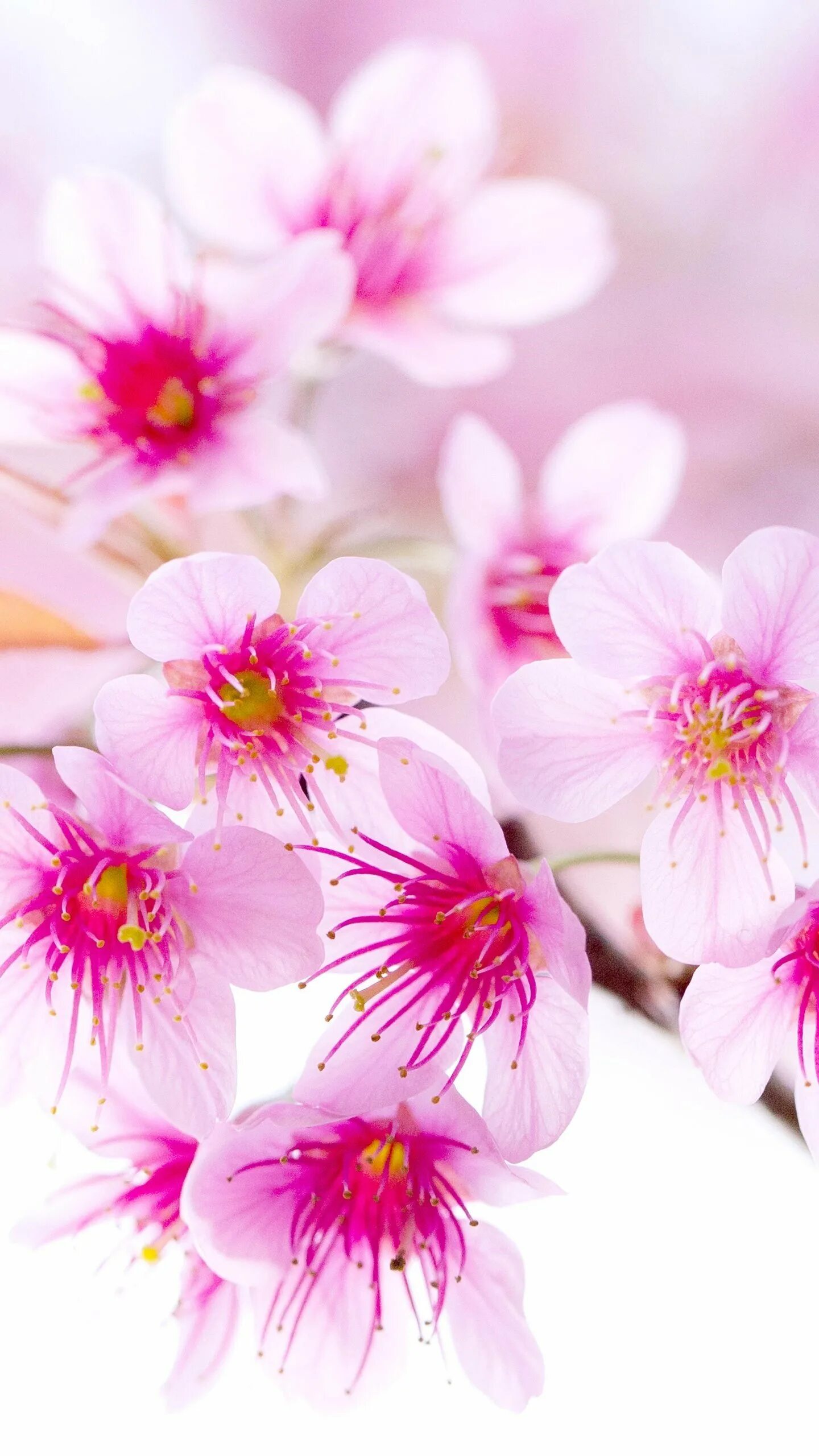 Красивые картинки с цветами для телефона. Весенние цветы. Розовые цветы вертикальные. Красивые цветочки. Нежные цветочки.