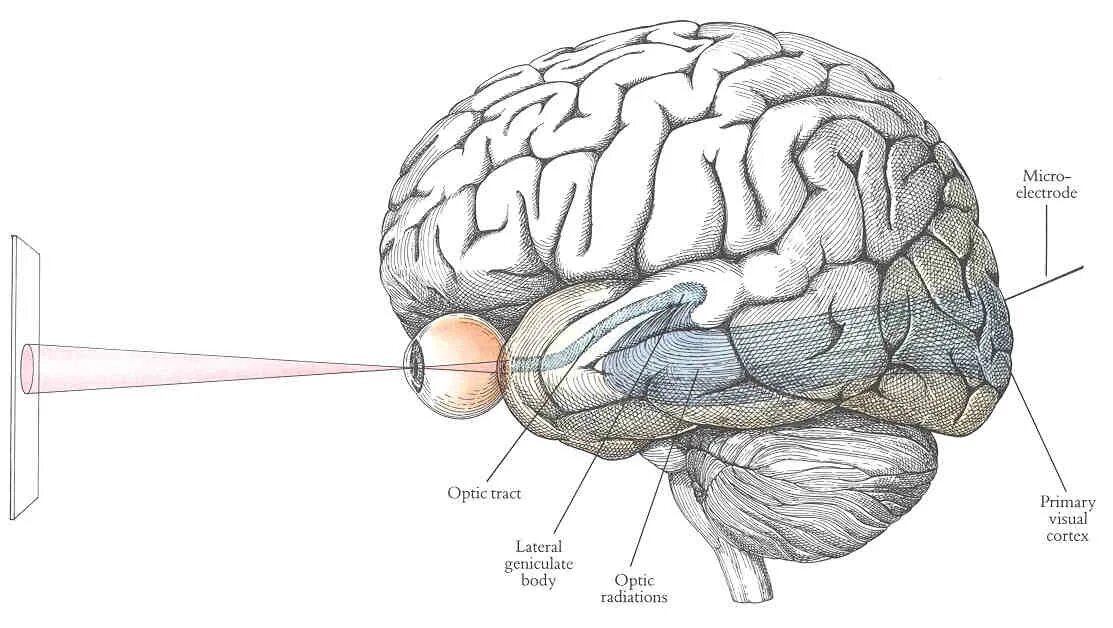 Visual system