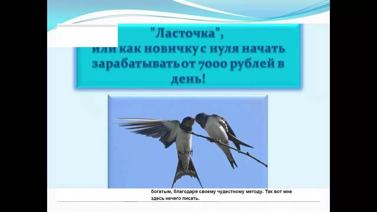 Ласточка для пенсионеров. Кто быстрее Ласточка или пчела. Продам ласточку. Ласточка или сорока. Ласточка или голубь кто быстрее.