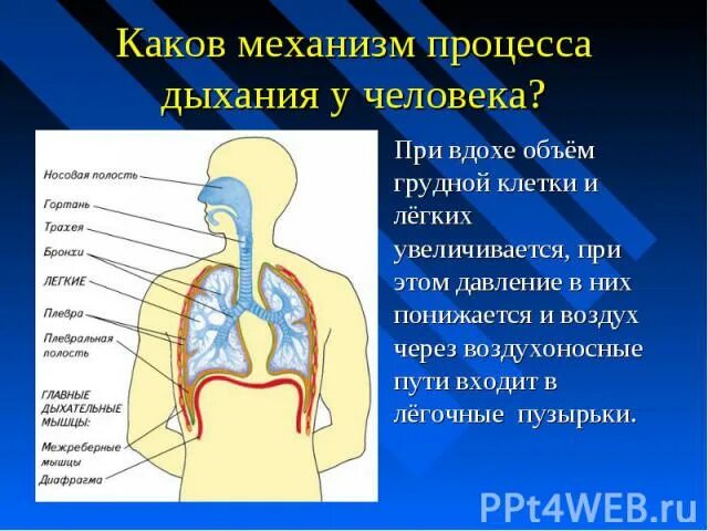 Давление в легких увеличивается при вдохе. Процесс дыхания человека. Последовательность прохождения воздуха по дыхательным путям. Воздухоносные пути дыхательной системы человека. Давление в воздухоносных путях.