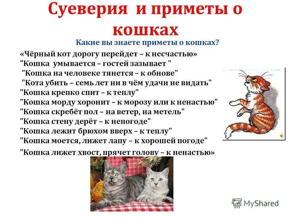 Примета чужая кошка