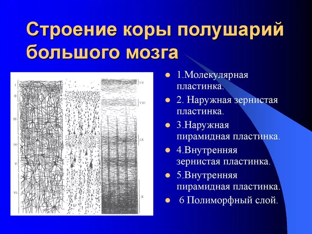 Появление коры мозга. Строение коры больших полушарий. Строение коры большого мозга.