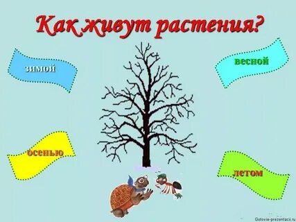 Жизнь растений 1 вариант