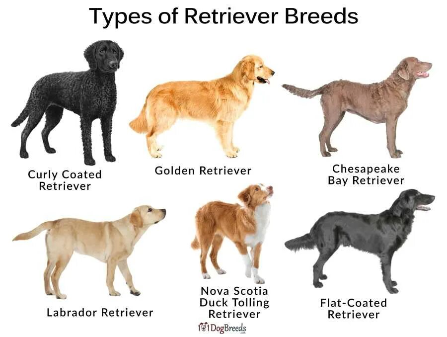 Название собак породы лабрадор. Лабрадор ретривер и лабрадор разница. Лабрадор Голден ретривер. Лабрадор или ретривер отличия. Флэт ретривер стандарт породы.
