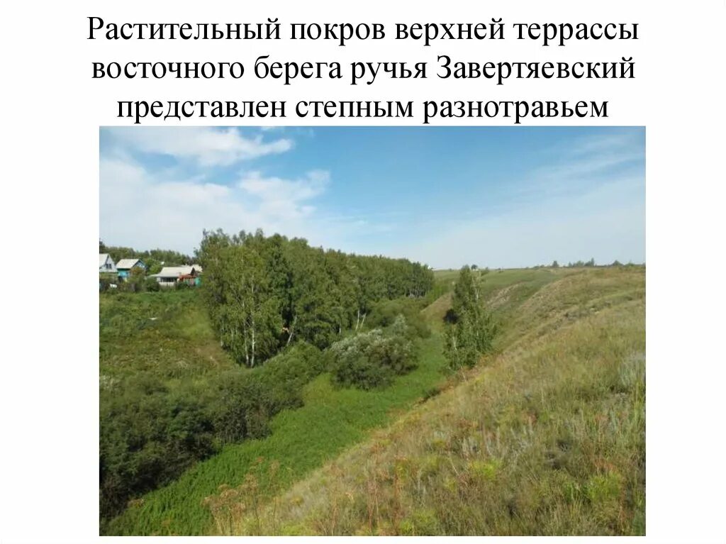 Верхний покров. Растительный покров. растительный покров ишима. мензелинск растительный покров.