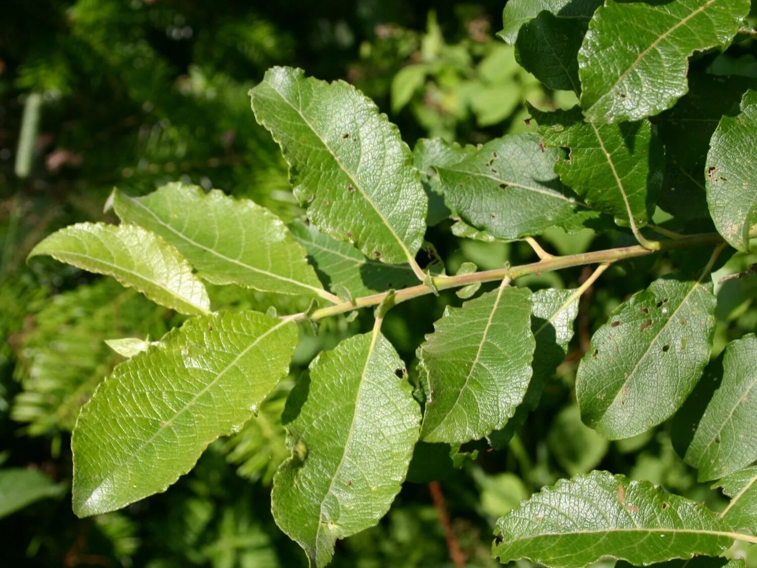 Бредина 6 букв. Ива бредина. Ива бредина (Salix caprea). Salix caprea листья. Ива Козья бредина.