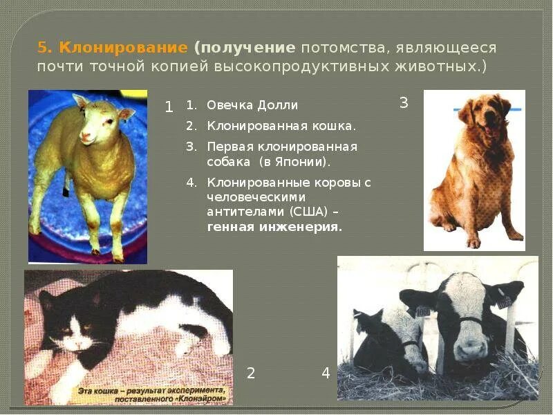 Достижения в селекции животных таблица. Клеточное клонирование животных селекция. Примеры клонирования в биологии. Примеры клонирования. Примеры клонирования.