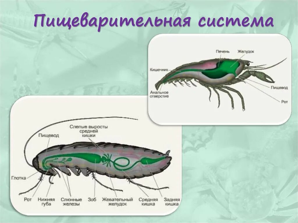 Пищ система членистоногих. Система пищеварения насекомых. Отделы пищеварительной системы членистоногих. Членистоногие строение пищеварительной системы. Пищеварительная система насекомых схема.