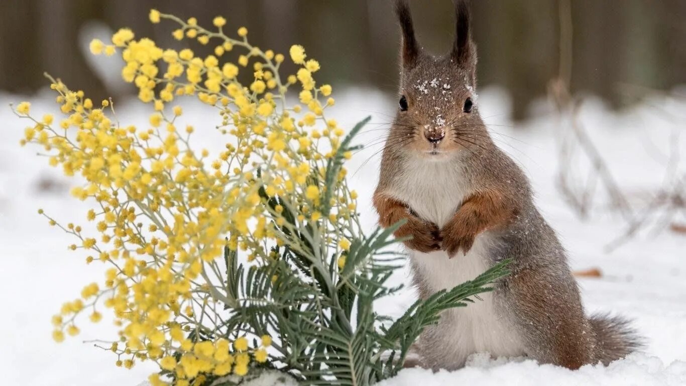 squirrel pictures for desktop - squirrel category