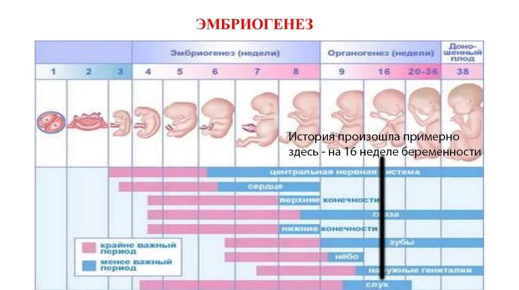 7 недель беременности что происходит с мамой