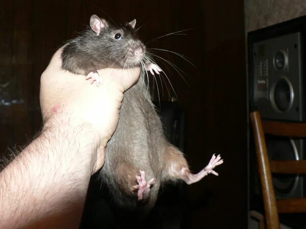 парень с крысой. мышка в деловом костюме. мужик держит крысу в руках. мужик крыса. крыса пацан.