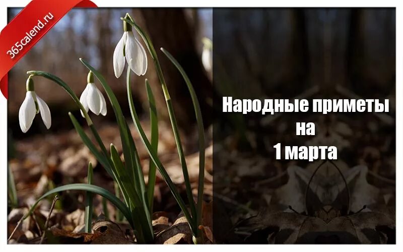 Январские приметы. Народные приметы на январь 2022 года. Январские приметы. 1 августа народные приметы. 22 января народные приметы.