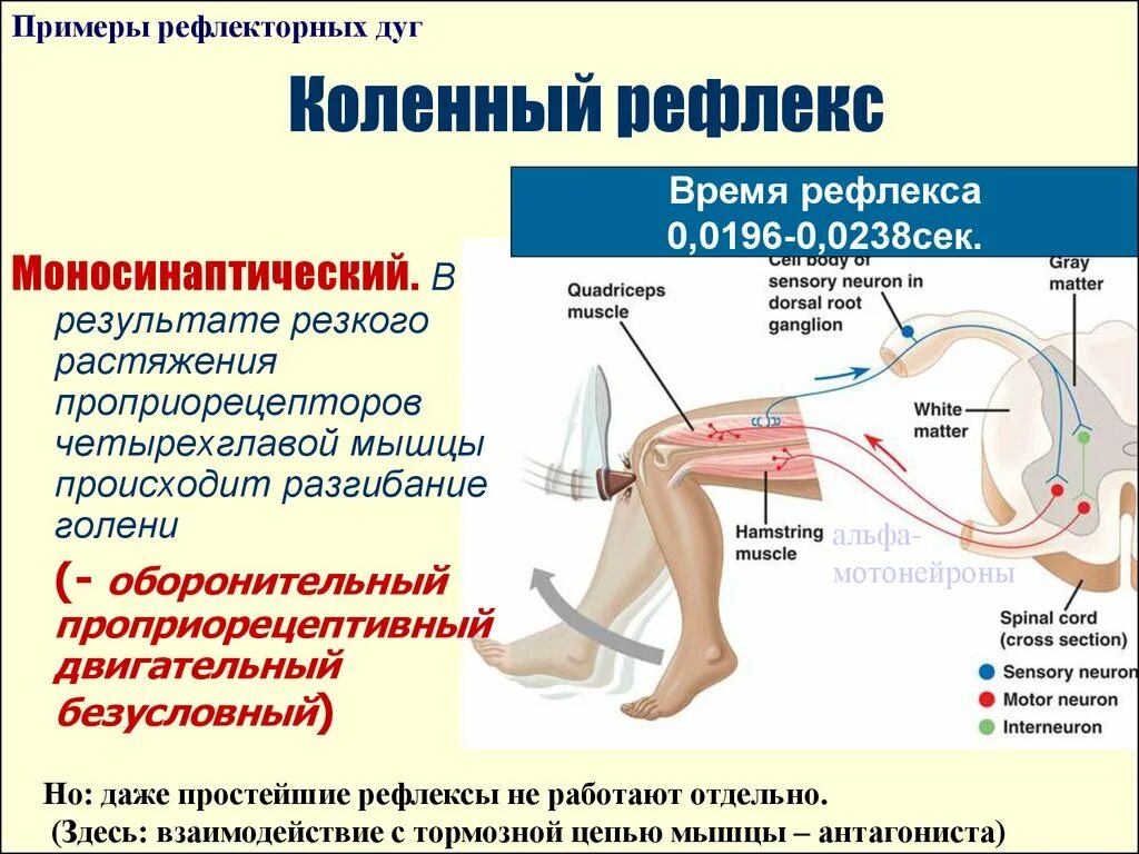 Как проверить рефлексы. Центральное звено коленного рефлекса. Рефлекторная дуга разгибательного коленного рефлекса. Моносинаптическая рефлекторная дуга. Проприоцептивный коленный рефлекс.