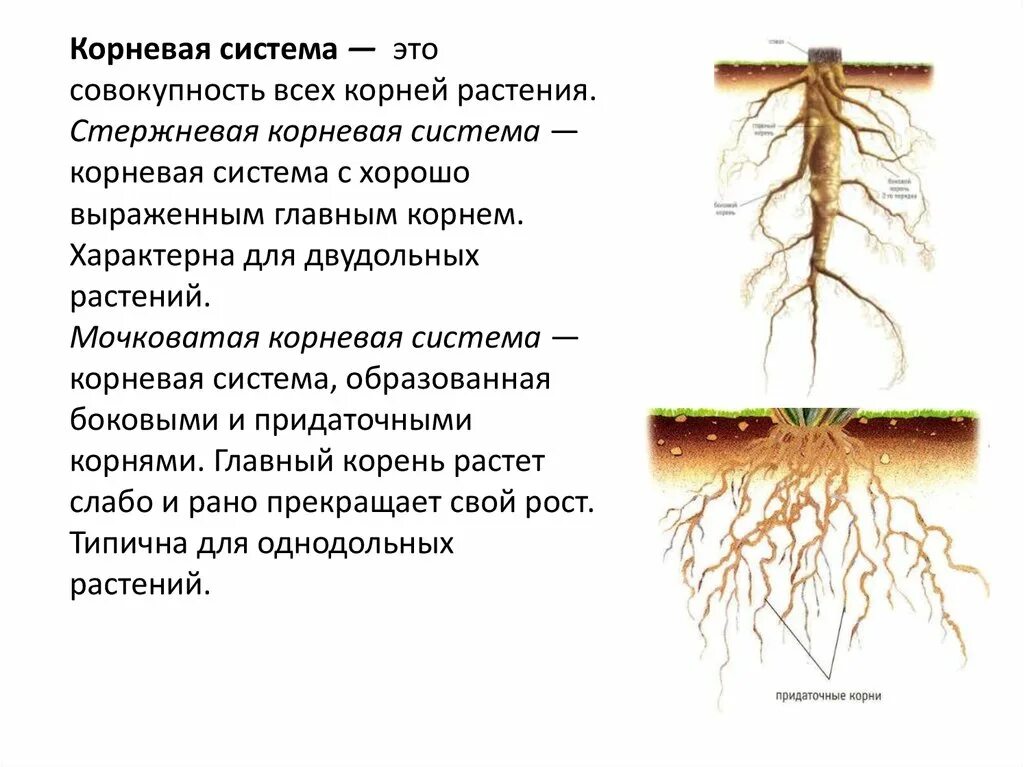 Корневая добавить. Корневая система лиственницы схема. Корневые системы растений. Корневая система травы. Корневая система цветка.