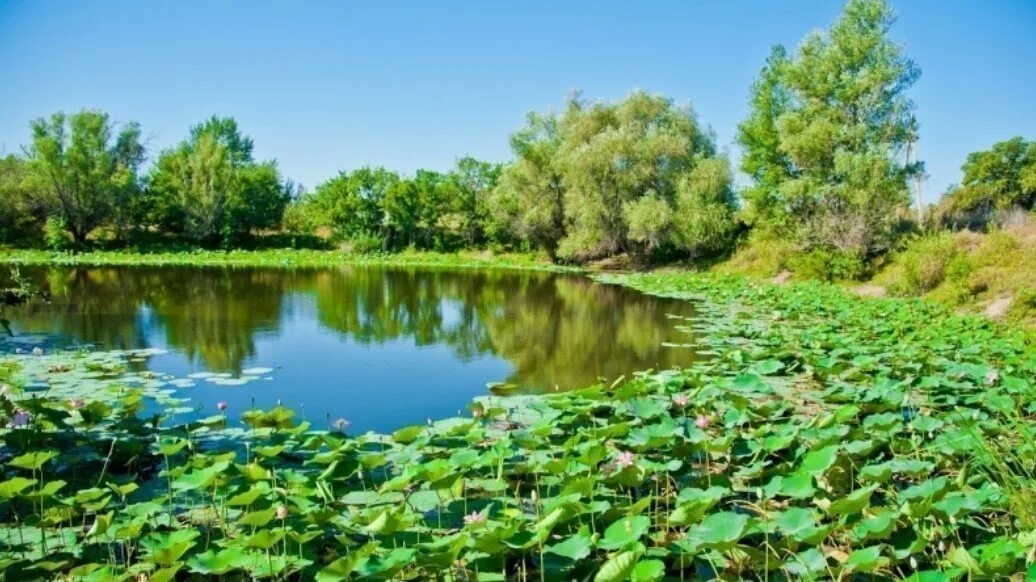 Животные поймы реки. Заболоченная пойма реки. Животные поймы реки. Животные поймы реки. Заповедник волго ахтубинская пойма.