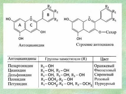 Какие метаболиты