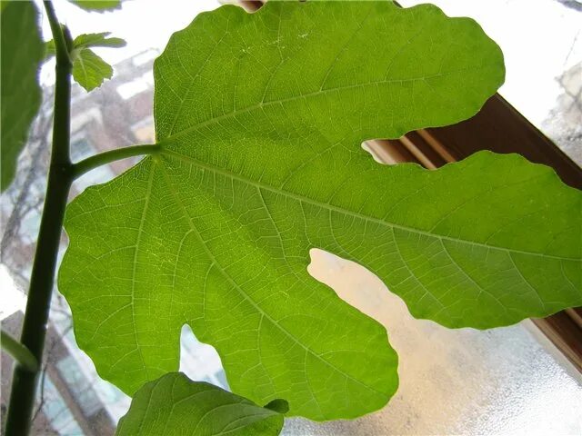 Форма листа инжира. Лист смоковницы обыкновенной. Инжир браун туркей листья. Форма листа инжира. Листья смоковницы.