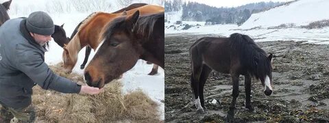 Дохнут лошади в плугу