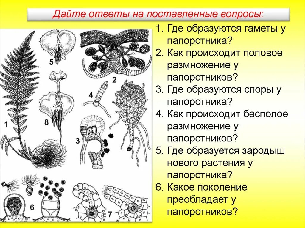 Способы размножения папоротников спорами. Цикл развития папоротника схема. Гаметы папоротника образуются. Половое размножение папоротников. Где образуются гаметы у папоротника.