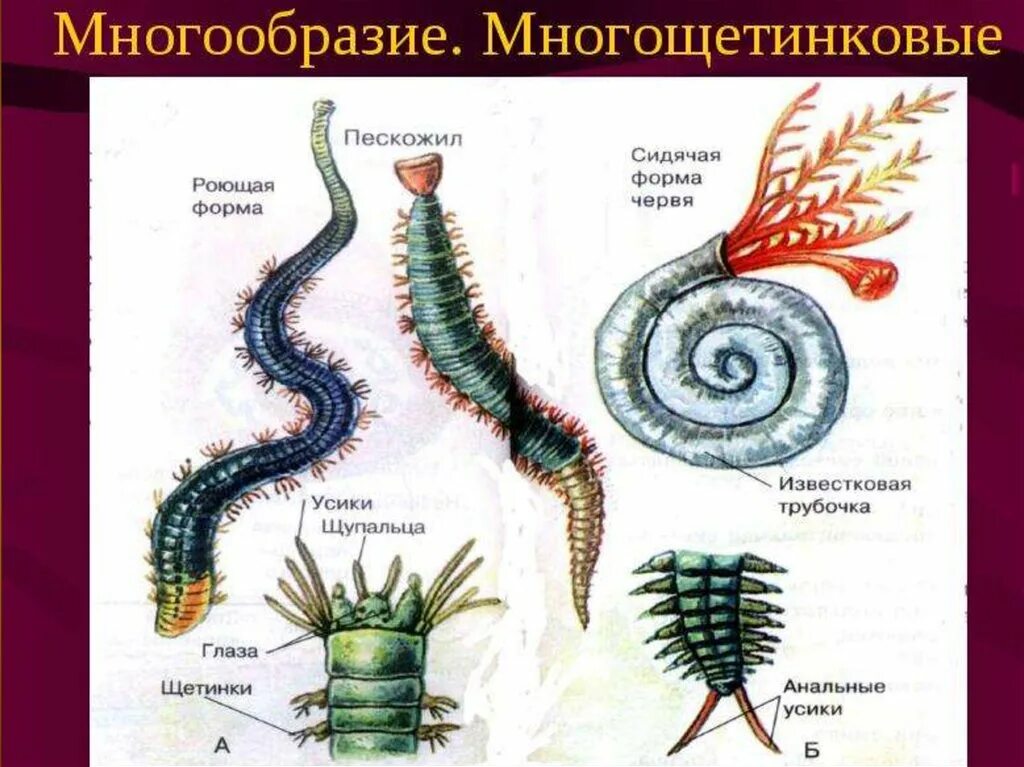 Морские многощетинковые кольчатые черви. Кольчатый червь многощетинковые черви. Кольчатые черви полихеты.