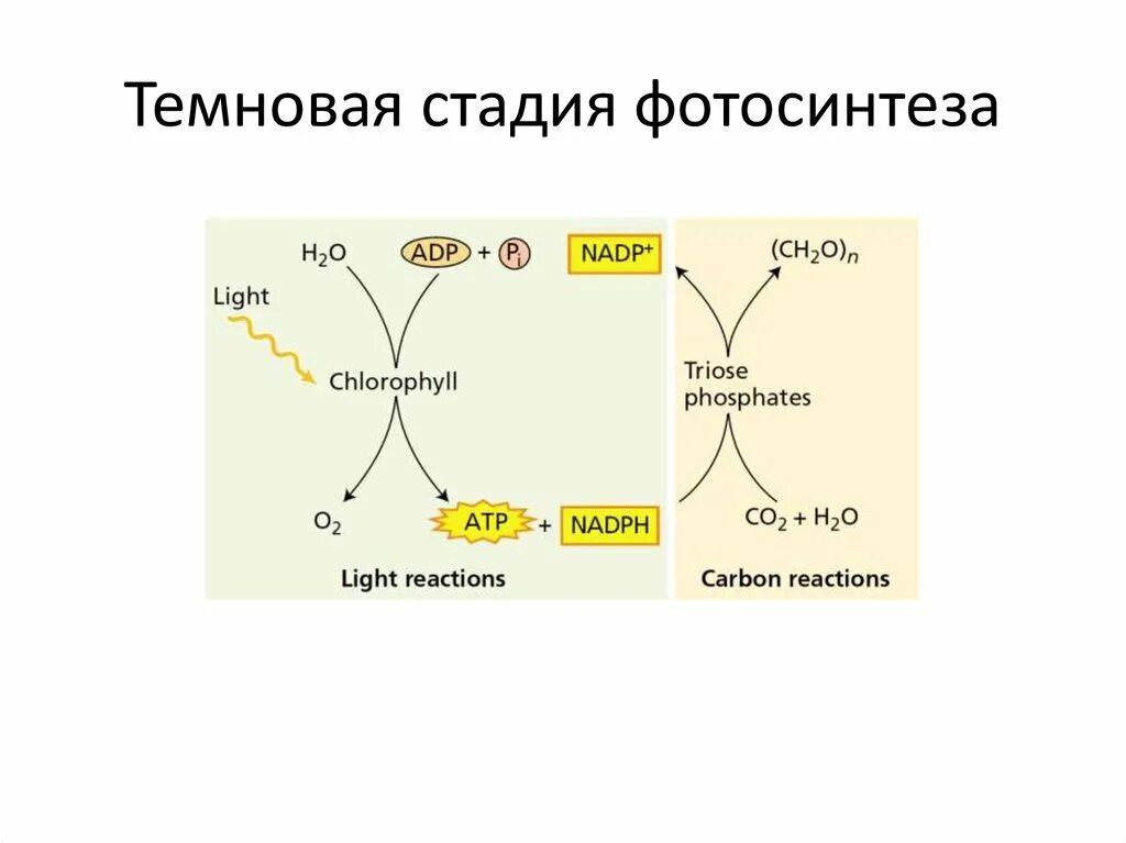 Темновая фаза фотосинтеза схема. Механизм Темновой стадии фотосинтеза. Механизм реакции фотосинтеза. Схема Темновой фазы. Темновая фаза продукты