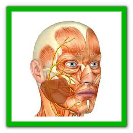 Опасные зоны лица анатомия. Неврит подглазничного нерва. Мимические мышцы лица лицевой нерв. Тройничный лицевой нерв.