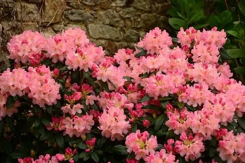 Pink selection