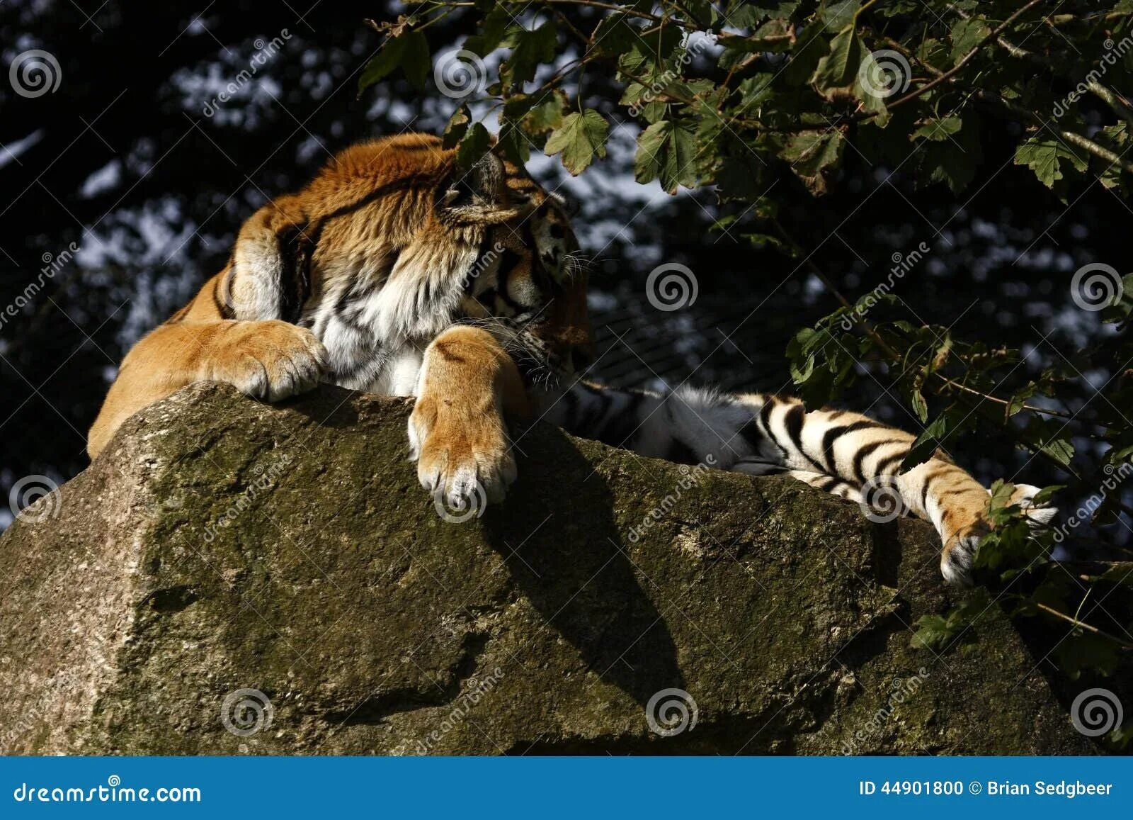 Лапа тигренка. Передние лапы тигра. Лапка тигра. Задние лапы тигра. Tiger feet.