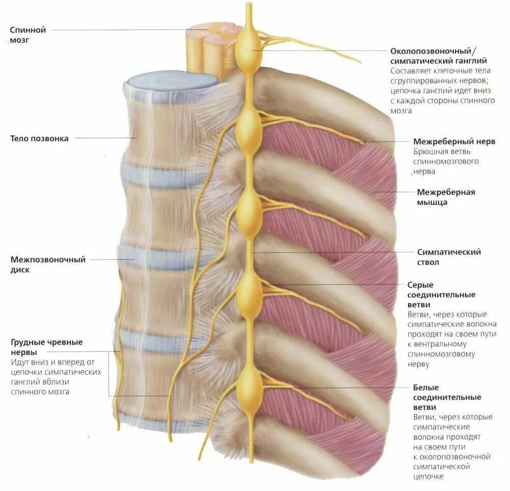 Спинной нервный ганглий. Симпатический ствол анатомия. Позвоночный узел симпатического ствола. Узлы симпатического ствола анатомия. Межреберный нерв анатомия.