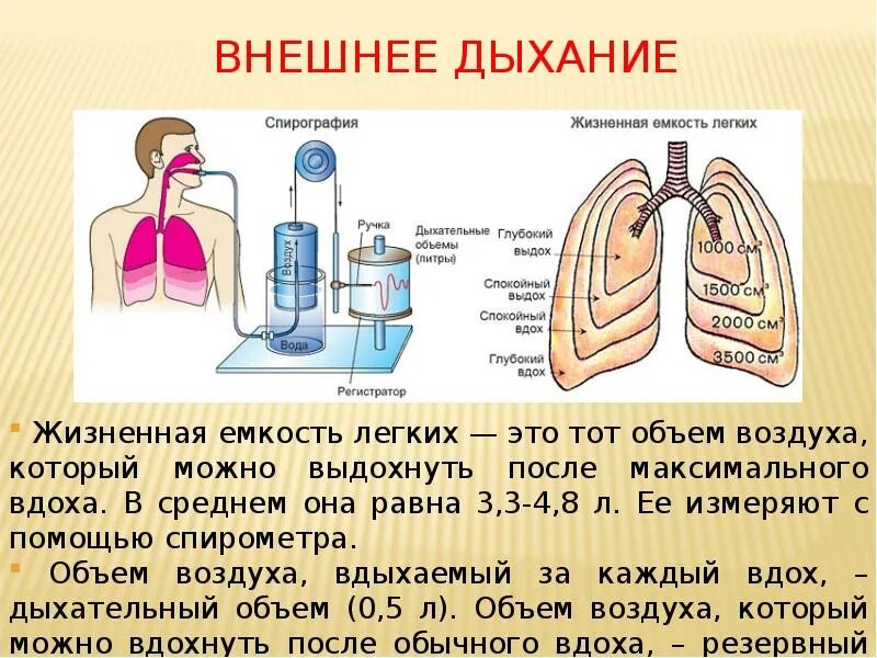 Выдох легких. Жизненный объём лёгких. Измерение жизненной емкости легких. Жизненная емкость легких схема.