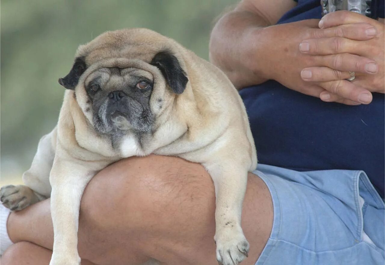 Толстая маленькая собака. Тибетский Мопс. Толстый Мопс. Мопс с ожирением. Ожирение у собак.